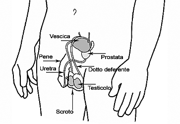 Apparato genitale maschile - Wikipedia