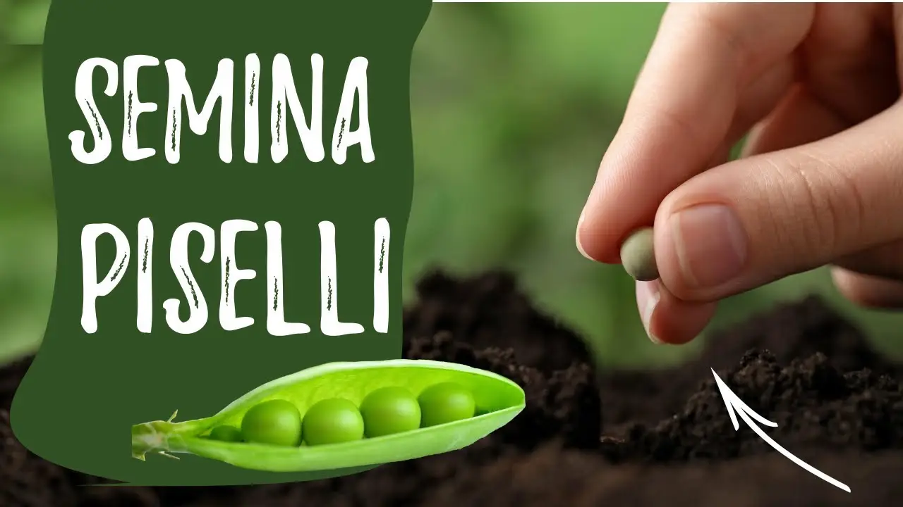 Immagine selezionata